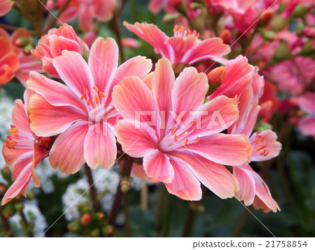 Reuishia Reuishia 21758854