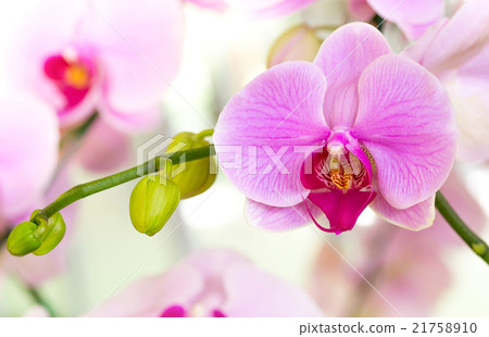 Purple phalaenopsis orchid flower Purple phalaenopsis orchid flower 21758910