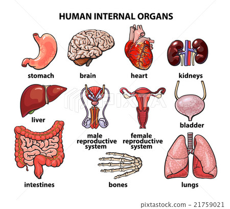 The internal organs of man, set The internal organs of man, set 21759021