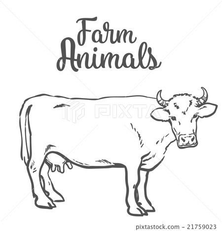 Cow in sketch style, farm animals Cow in sketch style, farm animals 21759023