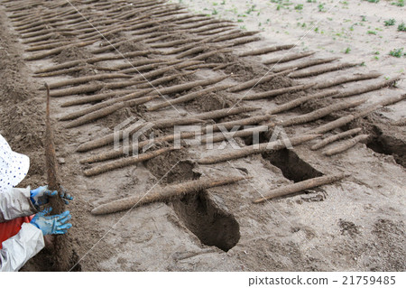 Long sand dune long Hoei-cho Long sand dune long Hoei-cho 21759485