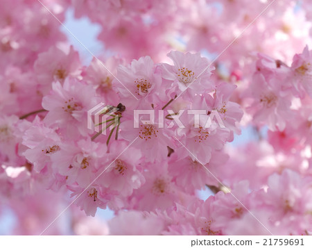 竹櫻花 竹櫻花 21759691