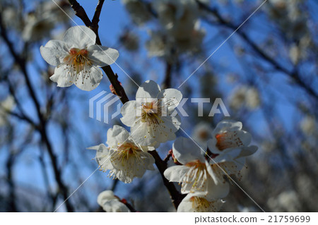 單一的白梅 21759699