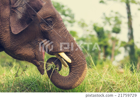 Elephant in Nepal Elephant in Nepal 21759729