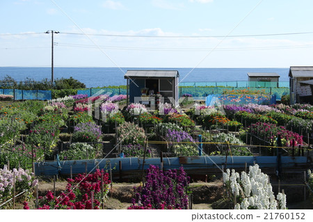 沿海花採摘領域 沿海花採摘領域 21760152