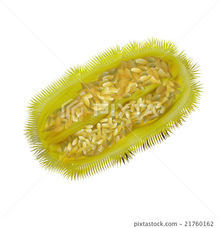 Decorative cucumber long green needles Decorative cucumber long green needles 21760162