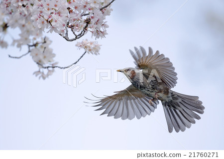 Brown-eared Bulbul Brown-eared Bulbul 21760271