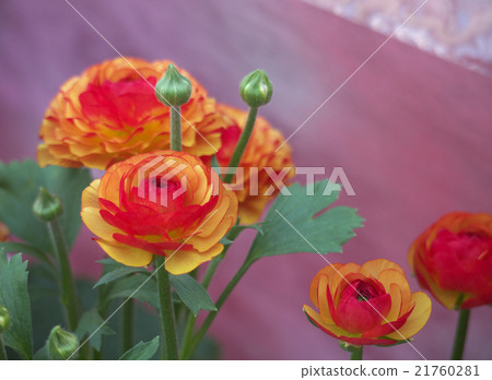 Ranunculus Ranunculus 21760281