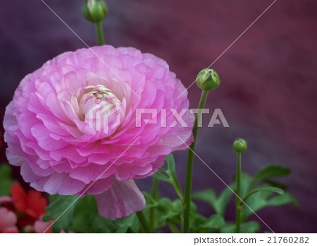 Ranunculus Ranunculus 21760282