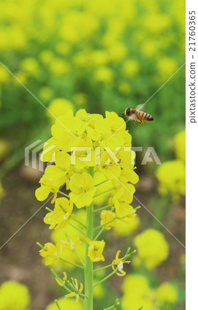 強姦花蜂 強姦花蜂 21760365