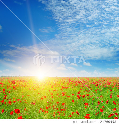field with poppies and sun on blue sky 21760458
