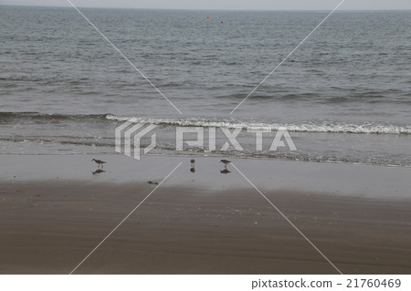 青島海岸的陰雨天氣 青島海岸的陰雨天氣 21760469