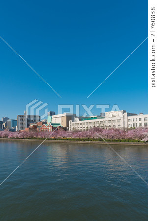 薄荷和櫻花 21760838