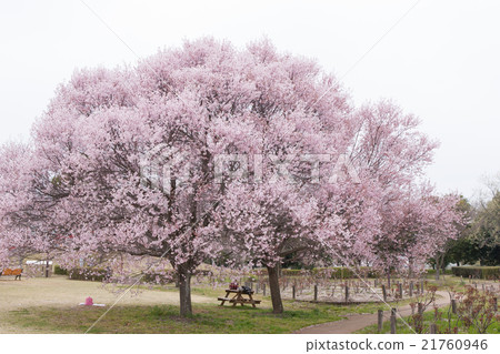 Cherry Blossoms Cherry Blossoms 21760946