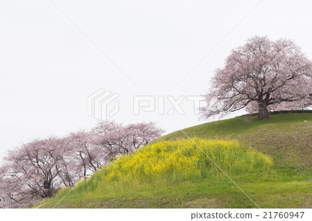 Spring scenery Spring scenery 21760947