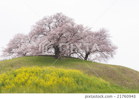 Spring scenery 21760948