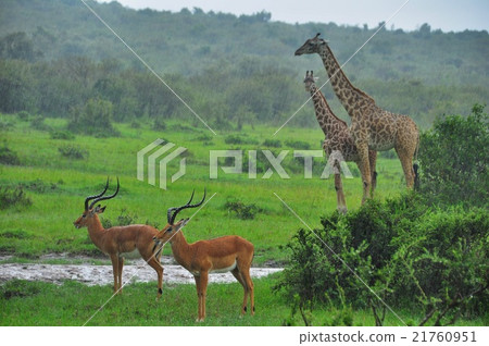 Giraffe and others Giraffe and others 21760951