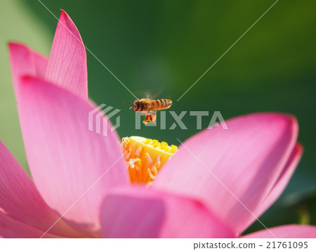蓮花和蜜蜂 21761095