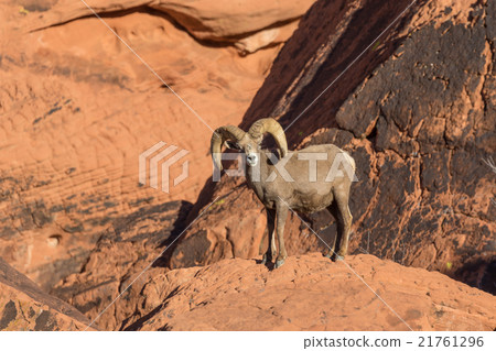 Desert Bighorn Sheep Ram Desert Bighorn Sheep Ram 21761296