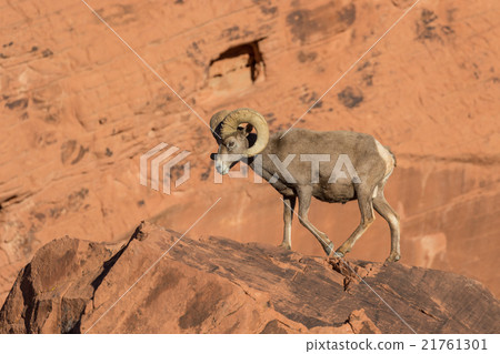 Desert Bighorn Sheep Ram 21761301