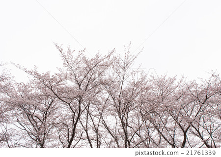 櫻花色 櫻花色 21761339