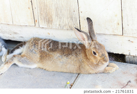 Close up Cute brown rabbit sleeping 21761831