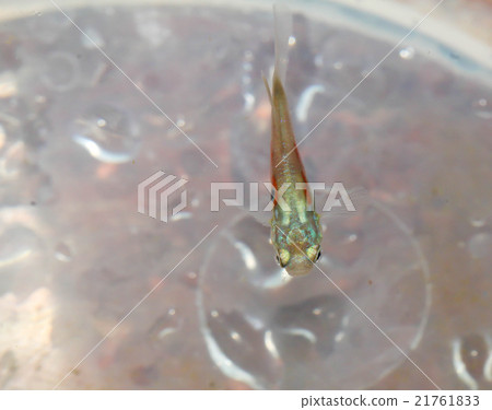 Close up Guppy Multi Colored Fish 21761833