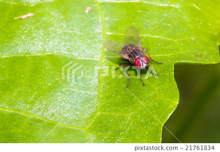 Close up Housefly on green leaf 21761834