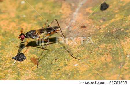 Close up long-legged flies on flower pot 21761835