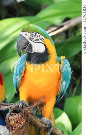 Close up of Blue and Yellow Macaw in the zoo 21761836