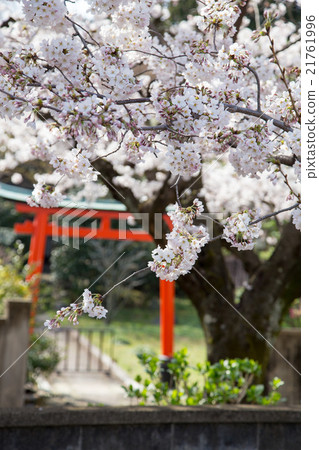 Elegant lotus temple, torii of delightful company and full bloom Yoshino cherry tree Elegant lotus temple, torii of delightful company and full bloom Yoshino cherry tree 21761996