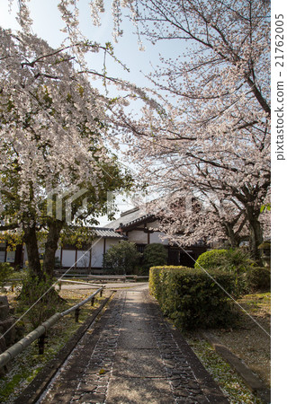 Elegant lotus temple, cherry blossoms blossoming on the approach Elegant lotus temple, cherry blossoms blossoming on the approach 21762005