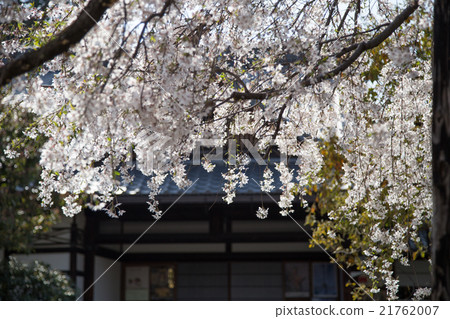 Elegant lotus temple, main hall and cherry blossoms Elegant lotus temple, main hall and cherry blossoms 21762007