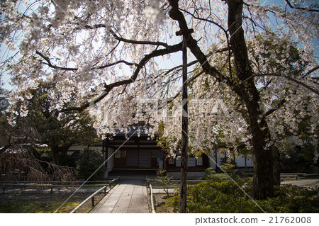 Elegant lotus temple, main hall and cherry blossoms Elegant lotus temple, main hall and cherry blossoms 21762008