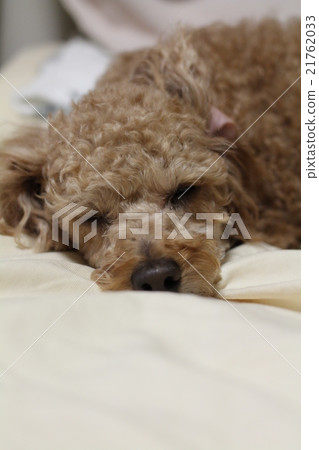 dog's sleeping position dog's sleeping position 21762033