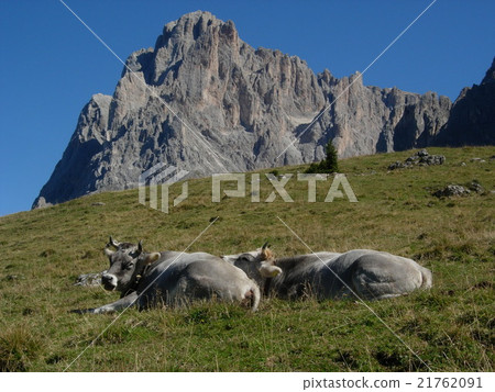 Scenery of the Italian Dolomites Scenery of the Italian Dolomites 21762091