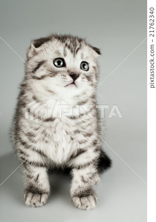 kitten 21762340