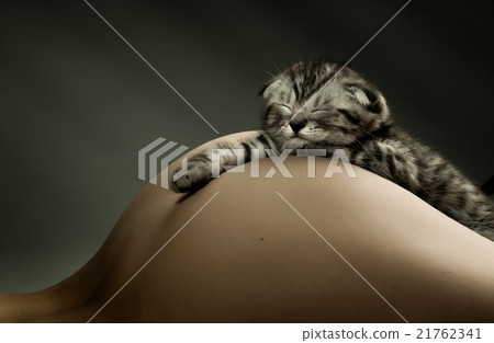 kitten 21762341