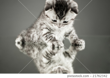 kitten kitten 21762342