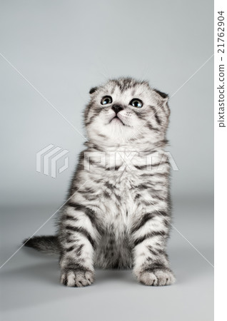 kitten kitten 21762904