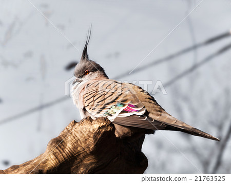 Portrait of Crested pigeon - Ocyphaps lophotes 21763525