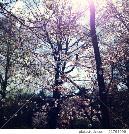 Sakura flowers in bloom. Aged photo. Cherry tree. 21763996