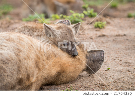 Spotted hyena mother with cub 21764380