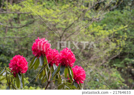 紅色杜鵑花谷 紅色杜鵑花谷 21764633