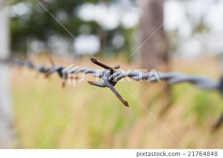 barbed wire fence 21764848
