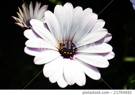 White and purple african daisy flower 21764892