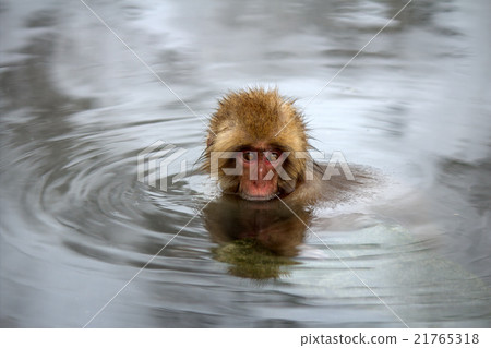 Hot spring little monkey 21765318