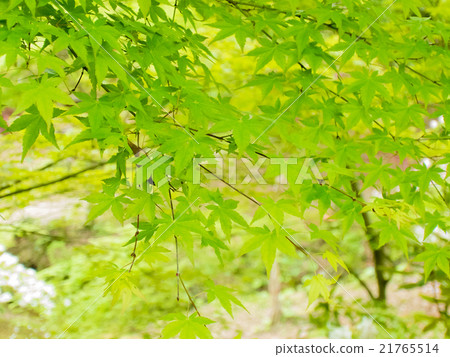 Fresh green 21765514