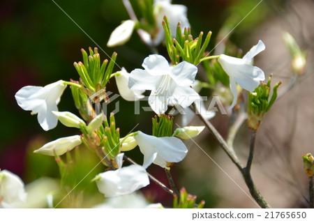 Furaba Azalea Furaba Azalea 21765650