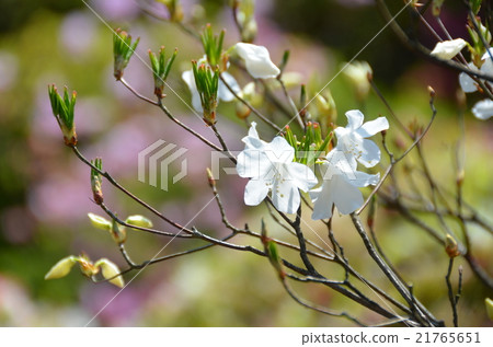 Furaba Azalea 21765651